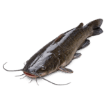 Fresh Obokun Fish (Silver Catfish) – Premium Smooth-Skin, Rich & Buttery In Lagos, Nigeria