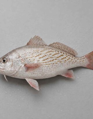 Fresh snapper fish with silver scales and pink fins