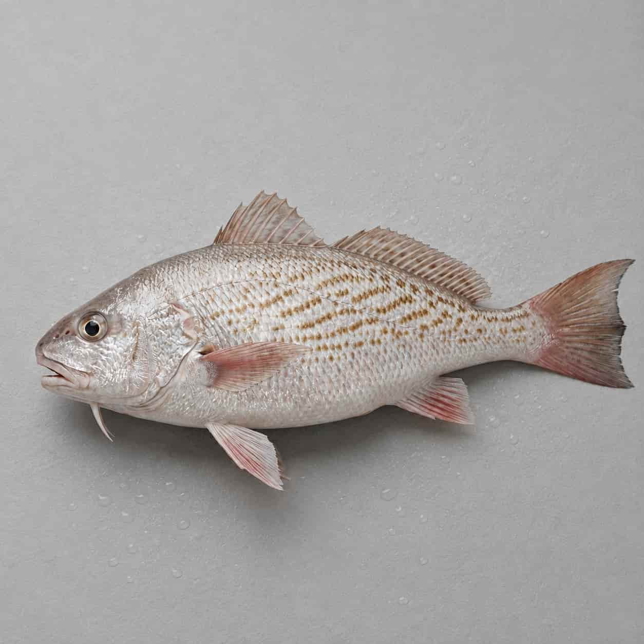 Fresh snapper fish with silver scales and pink fins
