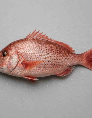 Fresh red snapper fish with reddish scales and fins
