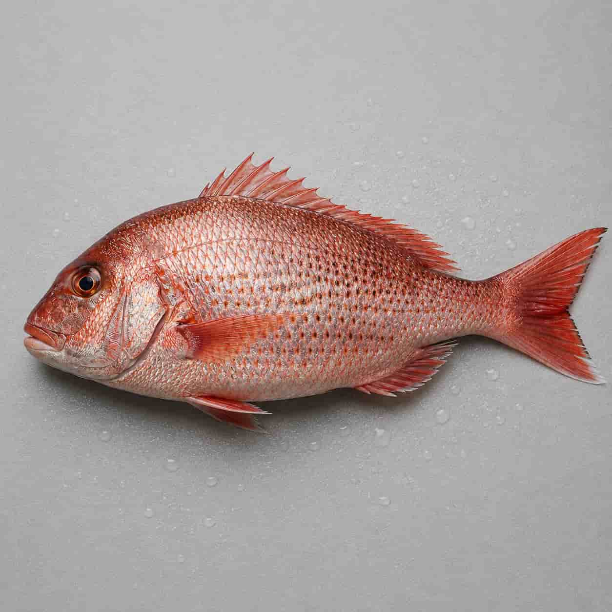 Fresh red snapper fish with reddish scales and fins
