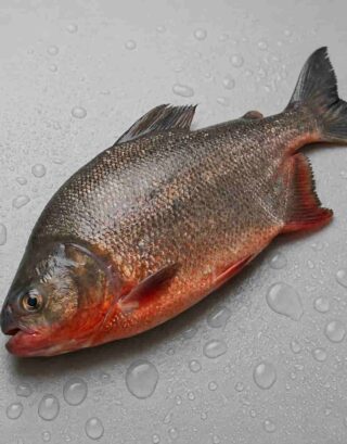 Fresh red tilapia fish on a wet surface