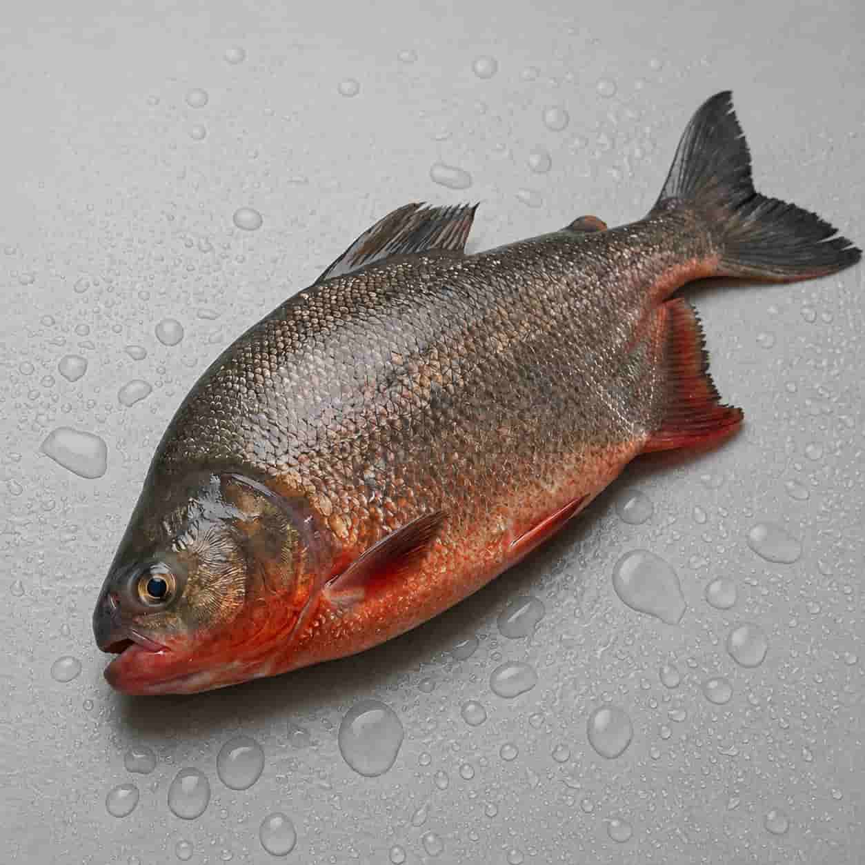 Fresh red tilapia fish on a wet surface