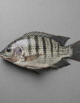 Fresh tilapia fish with silver scales and dark stripes