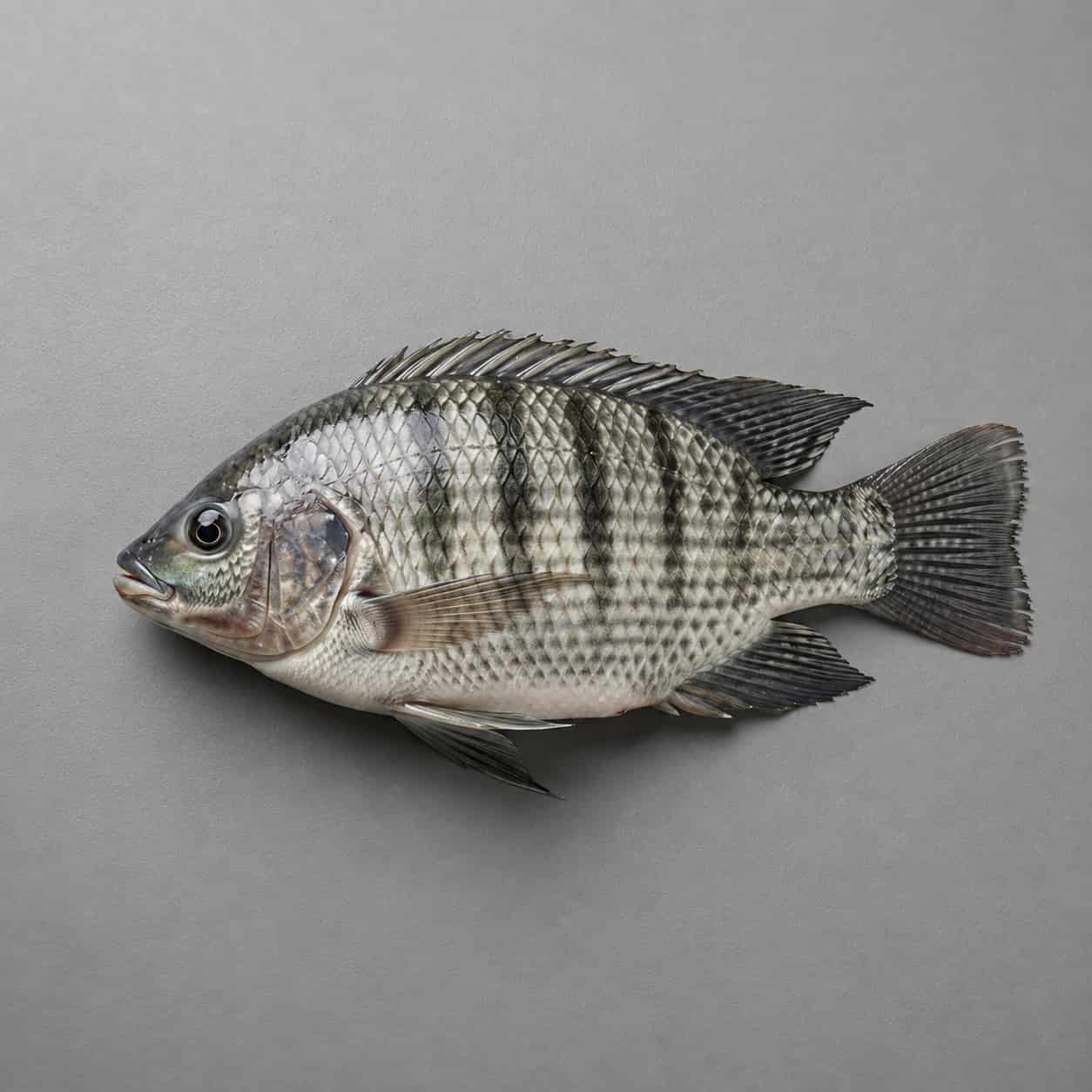 Fresh tilapia fish with silver scales and dark stripes
