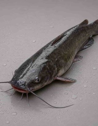Fresh catfish displayed on a wet surface after harvest