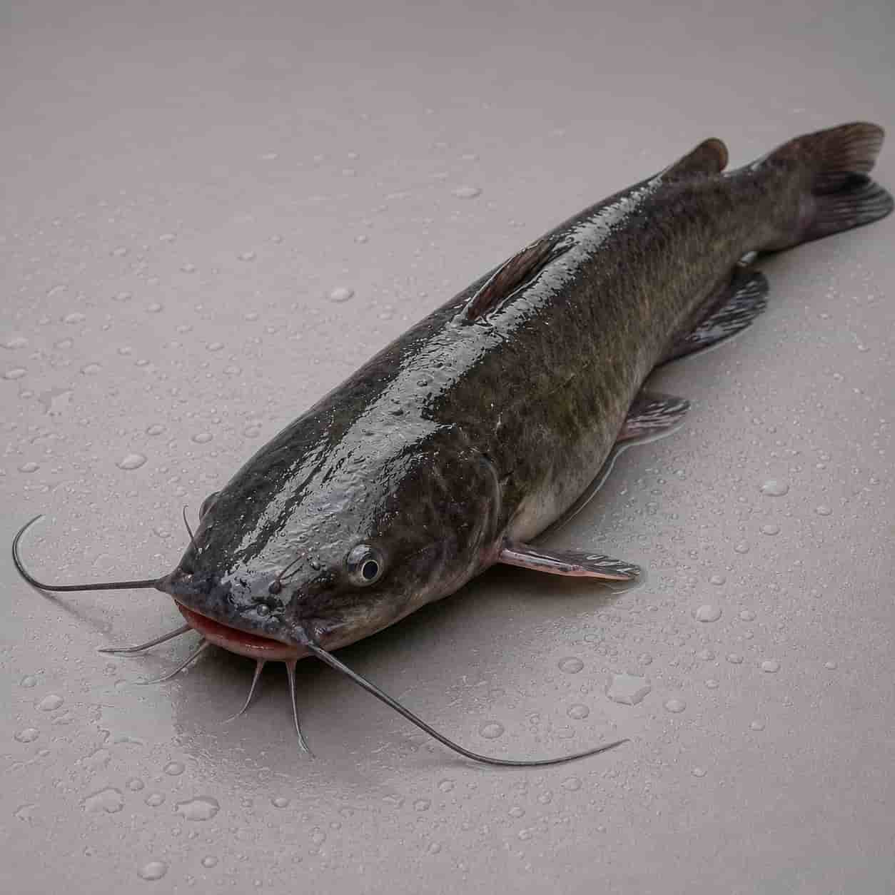 Fresh catfish displayed on a wet surface after harvest