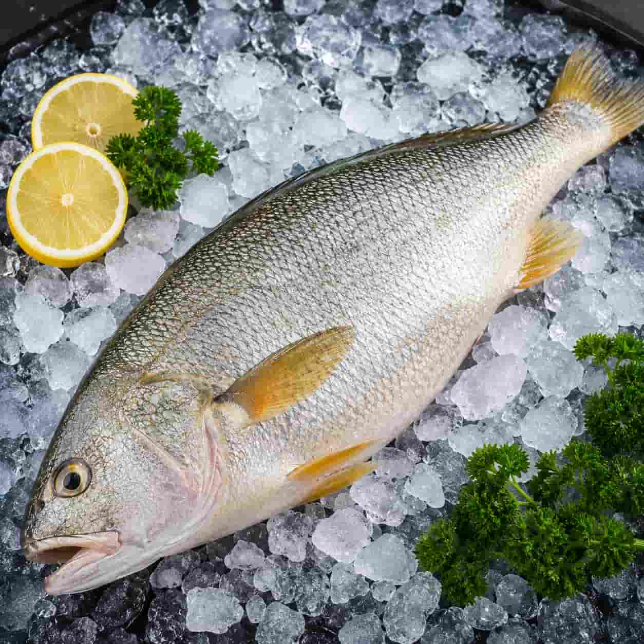Fresh sea bass fish on ice with lemon and parsley