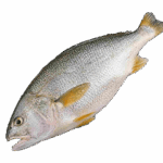 Fresh Croaker Fish – Whole, Cleaned & Nutrient-Rich (Large) In Lagos, Nigeria