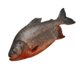 Fresh Owere Fish (Spadefish) – Premium Whole Catch, Succulent & Nutrient-Rich In Lagos, Nigeria