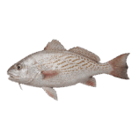 Fresh Grunter Fish – Premium Whole Catch, Firm & Flavorful In Lagos, Nigeria