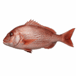 Fresh Red Snapper – Premium Whole Fish, Succulent & Flavour-Rich In Lagos, Nigeria