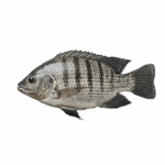 Fresh Tilapia – Premium Quality, Cleaned & Ready for Grilling In Lagos Nigeria